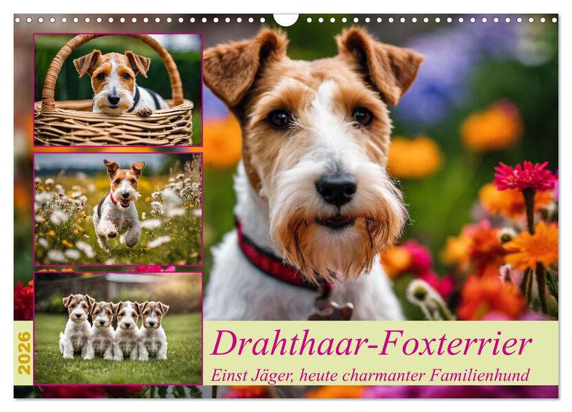 Drahthaar-Foxterrier (Wandkalender 2026 DIN A3 quer) CALVENDO Monatskalender