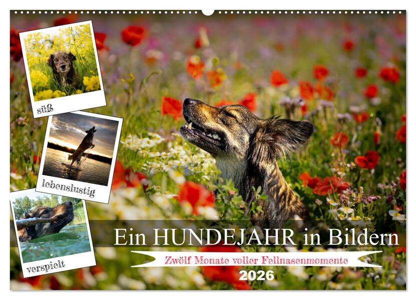 Ein Hundejahr in Bildern (Wandkalender 2026 DIN A2 quer) CALVENDO Monatskalender