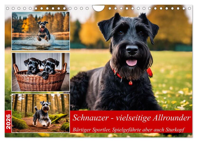 Schnauzer - vielseitige Allrounder (Wandkalender 2026 DIN A4 quer) CALVENDO Monatskalender
