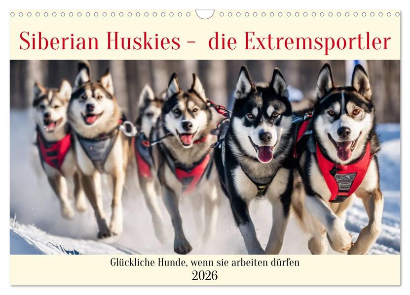 Siberian Huskies - die Extremsportler (Wandkalender 2026 DIN A3 quer) CALVENDO Monatskalender