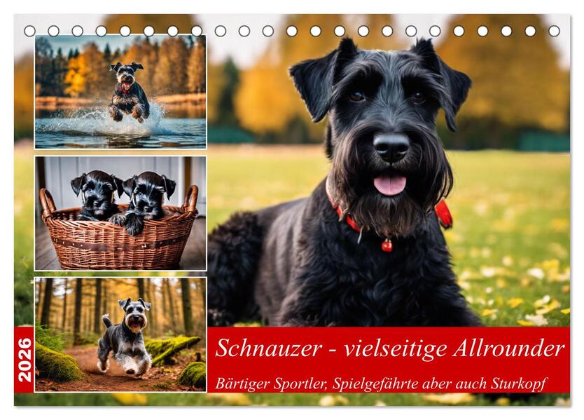 Schnauzer - vielseitige Allrounder (Tischkalender 2026 DIN A5 quer) CALVENDO Monatskalender