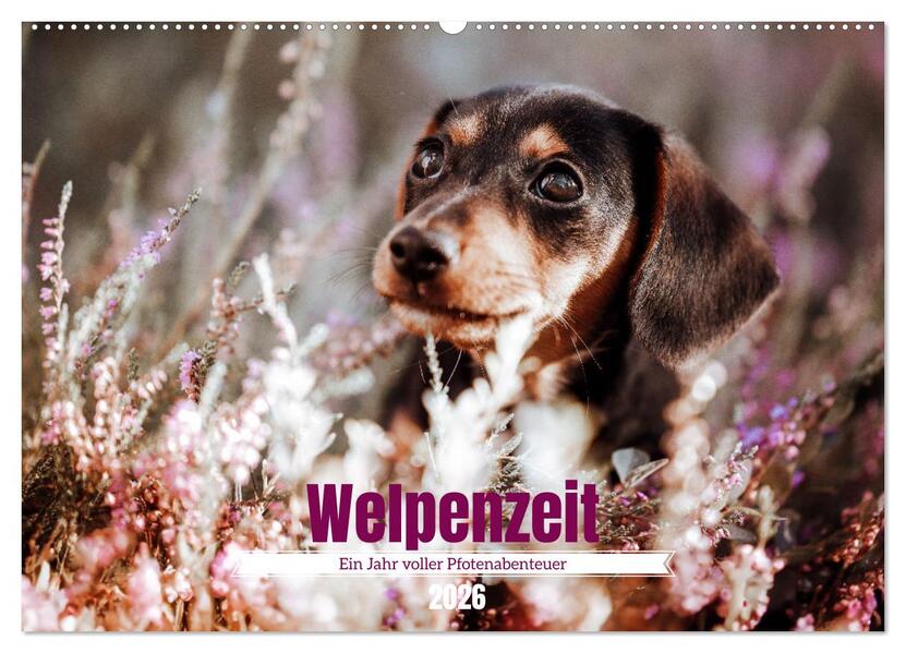 Welpenzeit - Ein Jahr voller spannender Pfotenabenteuer (Wandkalender 2026 DIN A2 quer) CALVENDO Monatskalender