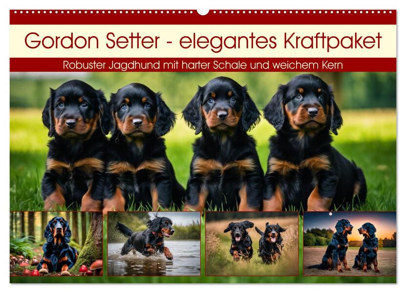 Gordon Setter - elegantes Kraftpaket (Wandkalender 2026 DIN A2 quer) CALVENDO Monatskalender