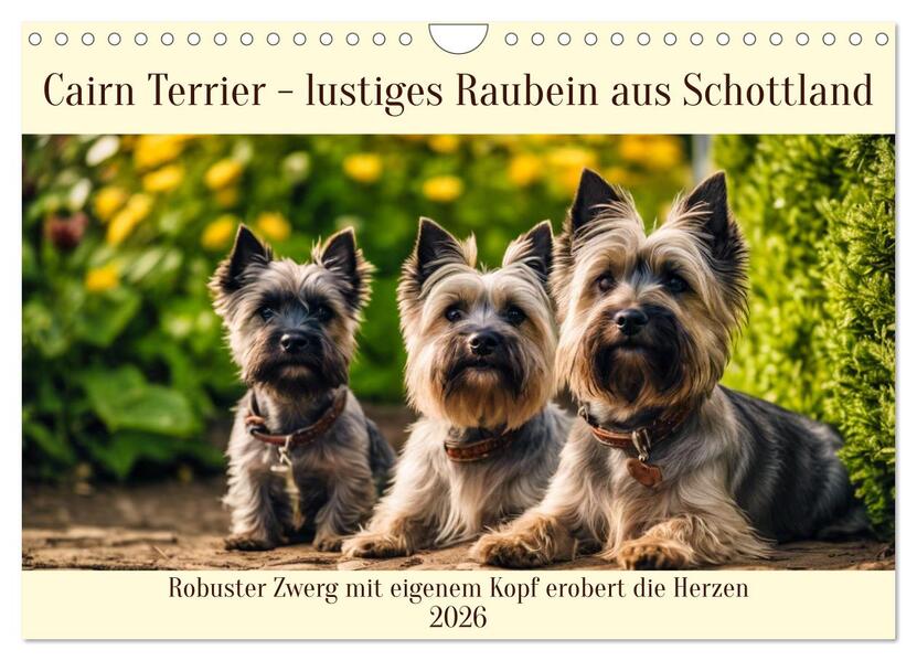 Cairn Terrier - lustiges Raubein aus Schottland (Wandkalender 2026 DIN A4 quer) CALVENDO Monatskalender