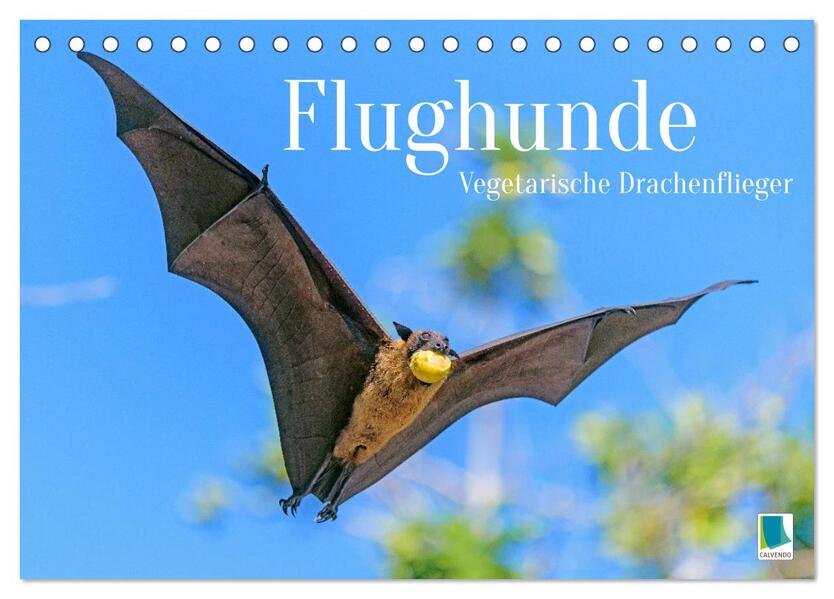 Flughunde: Vegetarische Drachenflieger (Tischkalender 2026 DIN A5 quer) CALVENDO Monatskalender