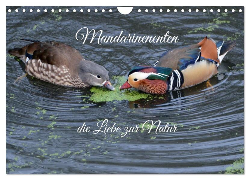 Mandarinenenten die Liebe zur Natur (Wandkalender 2026 DIN A4 quer) CALVENDO Monatskalender