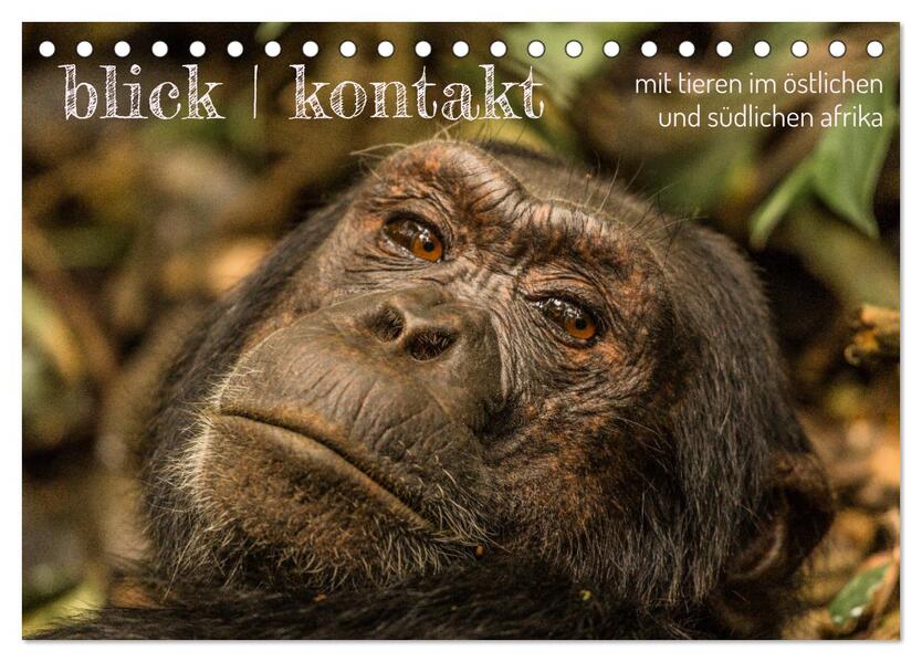 blick kontakt mit tieren im östlichen und südlichen afrika (Tischkalender 2026 DIN A5 quer) CALVENDO Monatskalender