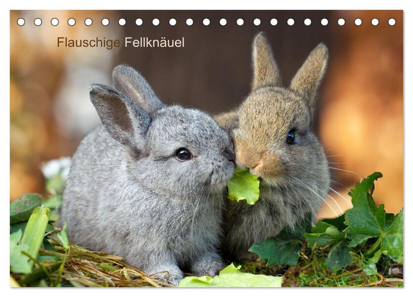 Flauschige Fellknäuel (Tischkalender 2026 DIN A5 quer) CALVENDO Monatskalender