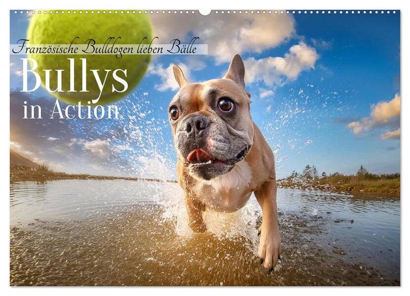 Bullys in Action - Französische Bulldoggen lieben Bälle (Wandkalender 2026 DIN A2 quer) CALVENDO Monatskalender