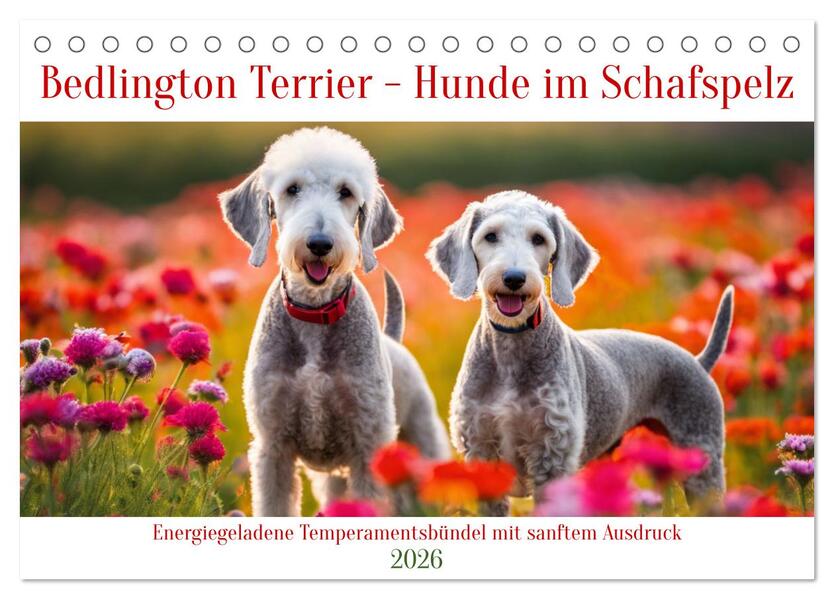 Bedlington Terrier - Hunde im Schafspelz (Tischkalender 2026 DIN A5 quer) CALVENDO Monatskalender