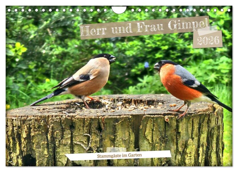 Herr und Frau Gimpel - Stammgäste im Garten (Wandkalender 2026 DIN A4 quer) CALVENDO Monatskalender