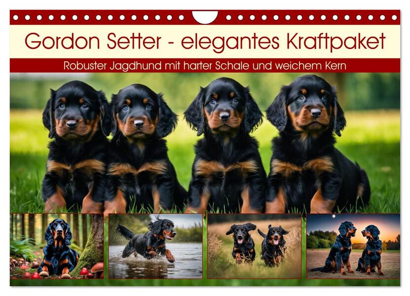 Gordon Setter - elegantes Kraftpaket (Wandkalender 2026 DIN A4 quer) CALVENDO Monatskalender
