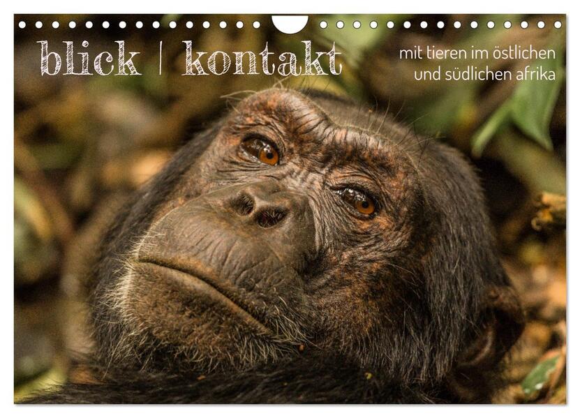 blick kontakt mit tieren im östlichen und südlichen afrika (Wandkalender 2026 DIN A4 quer) CALVENDO Monatskalender