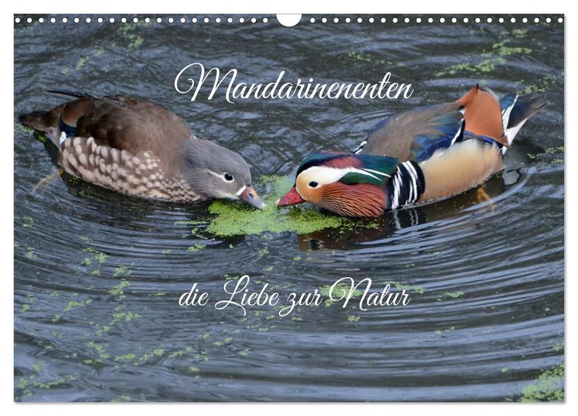 Mandarinenenten die Liebe zur Natur (Wandkalender 2026 DIN A3 quer) CALVENDO Monatskalender