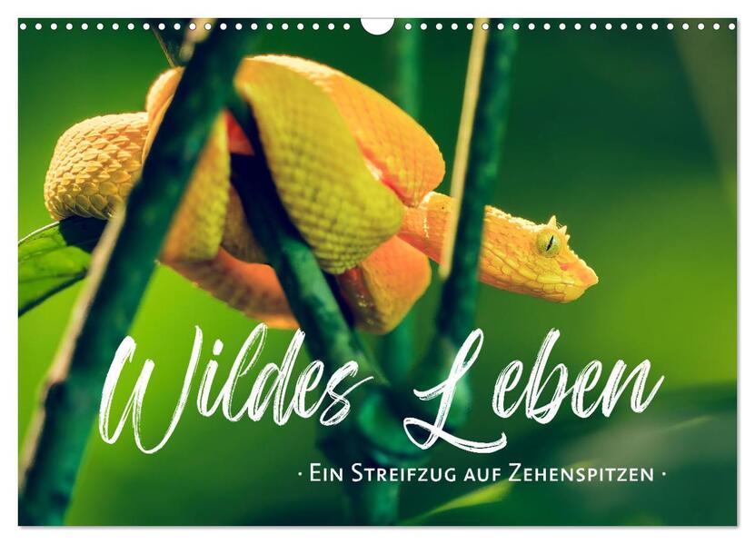 Wildes Leben - Ein Streifzug auf Zehenspitzen (Wandkalender 2026 DIN A3 quer) CALVENDO Monatskalender