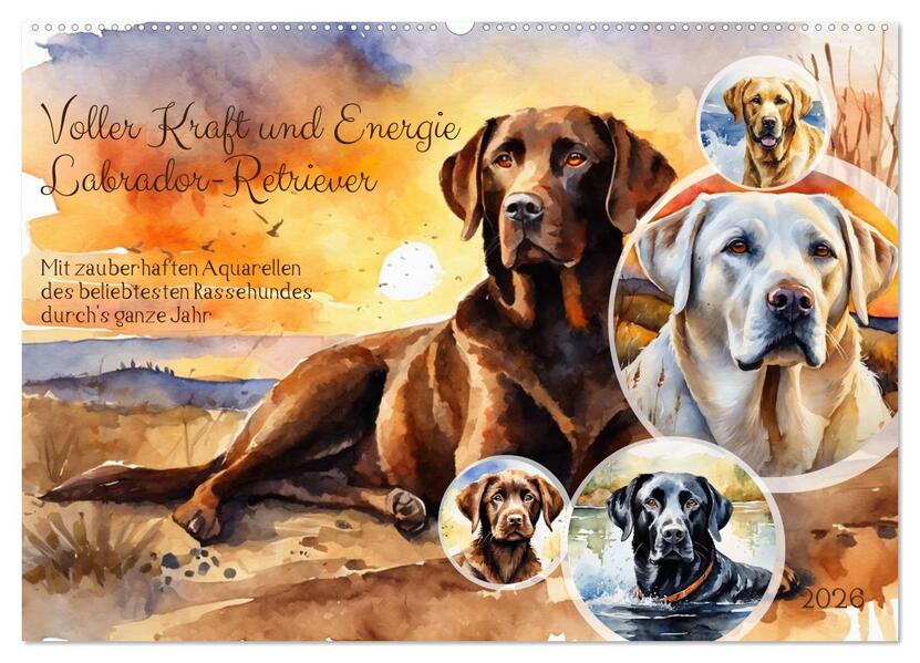 Voller Kraft und Energie - Labrador-Retriever (Wandkalender 2026 DIN A2 quer) CALVENDO Monatskalender