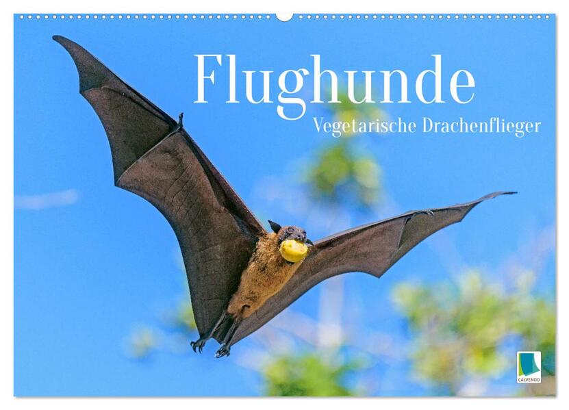 Flughunde: Vegetarische Drachenflieger (Wandkalender 2026 DIN A2 quer) CALVENDO Monatskalender