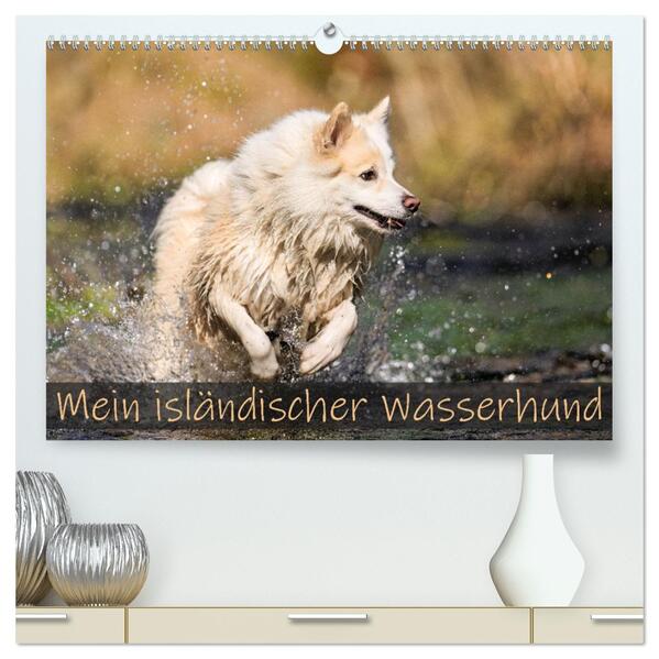 Mein isländischer Wasserhund (hochwertiger Premium Wandkalender 2026 DIN A2 quer) Kunstdruck in Hochglanz