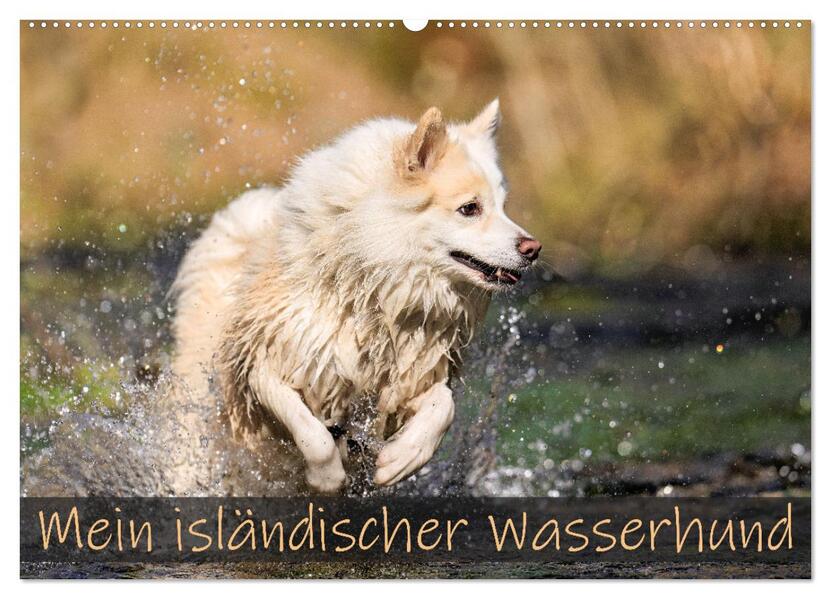 Mein isländischer Wasserhund (Wandkalender 2026 DIN A2 quer) CALVENDO Monatskalender