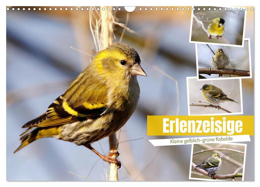 Erlenzeisige (Wandkalender 2026 DIN A3 quer) CALVENDO Monatskalender