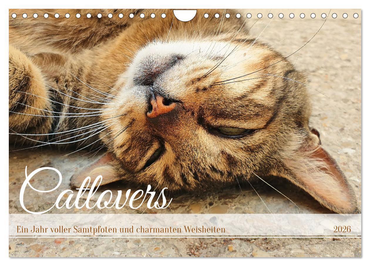 Catlovers - Ein Jahr voller Samtpfoten und charmanten Weisheiten (Wandkalender 2026 DIN A4 quer) CALVENDO Monatskalender