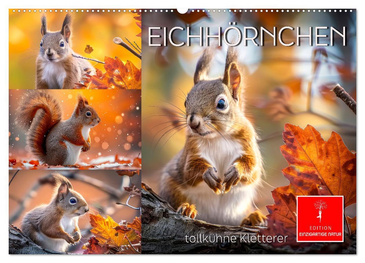 Eichhörnchen - tollkühne Kletterer (Wandkalender 2026 DIN A2 quer) CALVENDO Monatskalender
