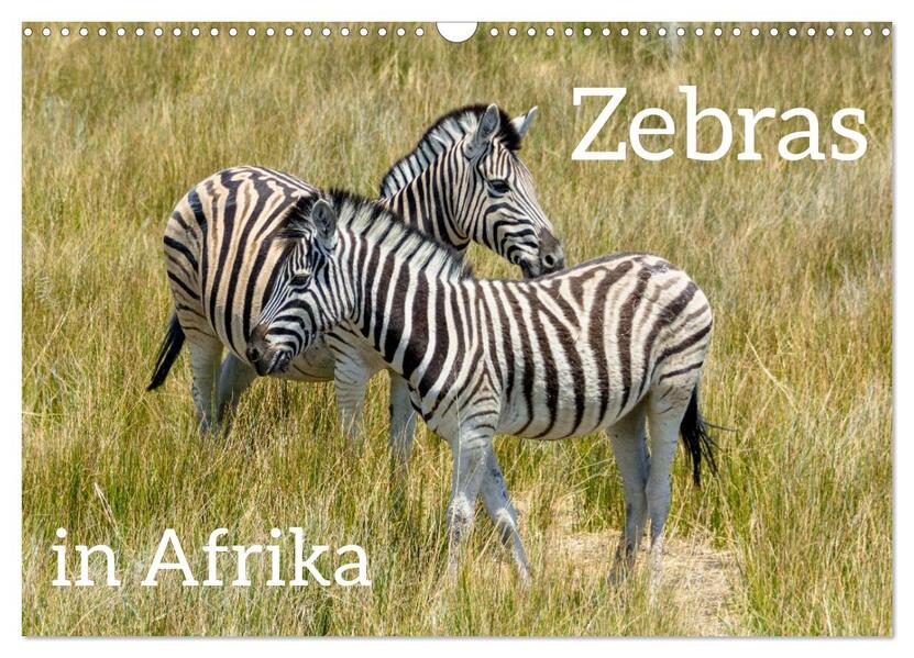 Zebras in Afrika (Wandkalender 2026 DIN A3 quer) CALVENDO Monatskalender