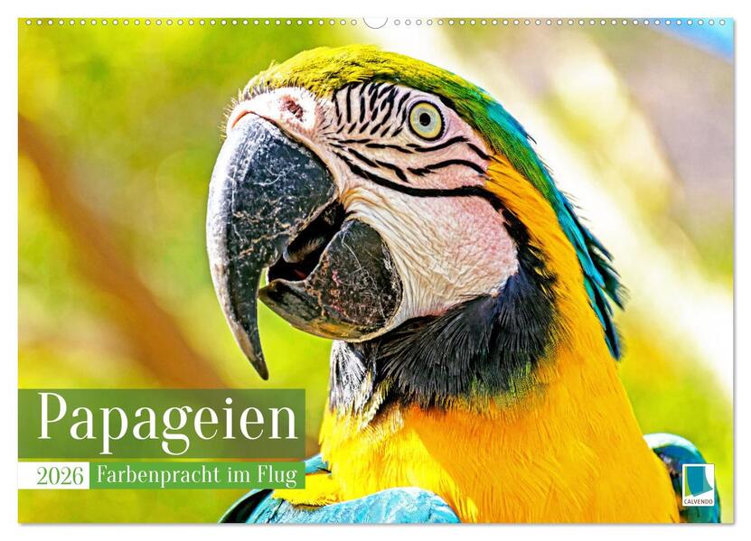 Papageien: Farbenpracht im Flug (Wandkalender 2026 DIN A2 quer) CALVENDO Monatskalender