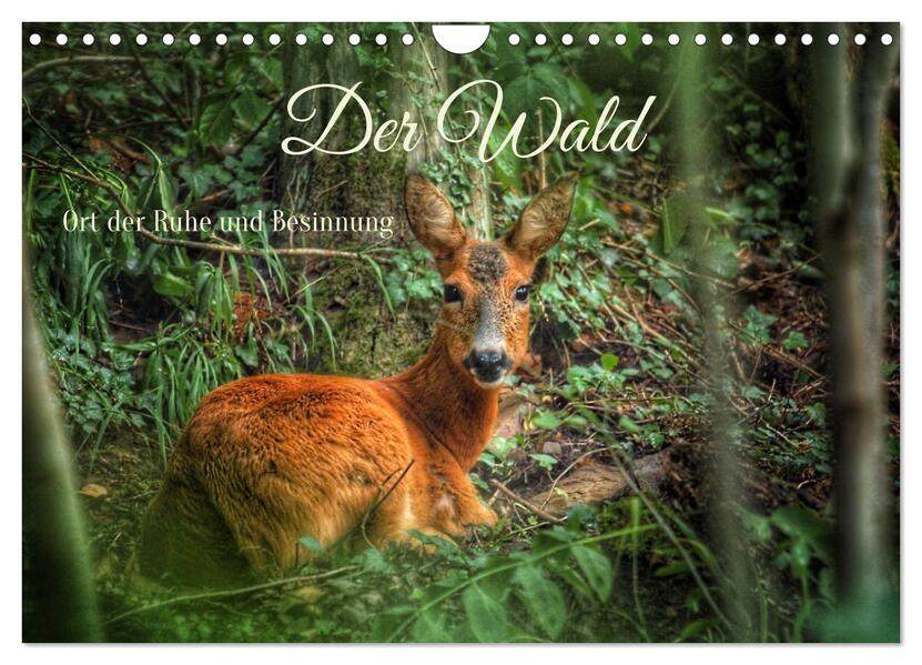 Der Wald - Ort der Ruhe und Besinnung (Wandkalender 2026 DIN A4 quer) CALVENDO Monatskalender