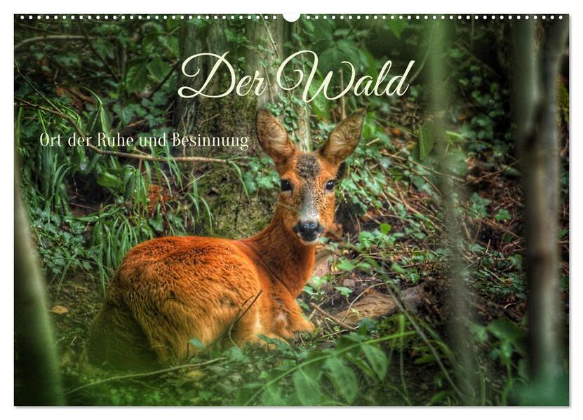 Der Wald - Ort der Ruhe und Besinnung (Wandkalender 2026 DIN A2 quer) CALVENDO Monatskalender