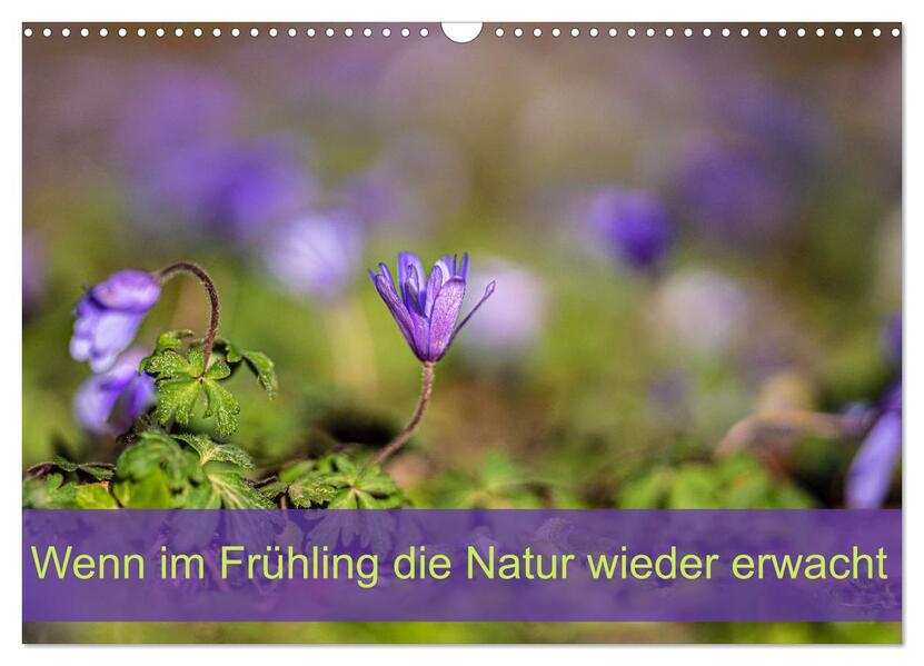 Wenn im Frühling die Natur wieder erwacht (Wandkalender 2026 DIN A3 quer) CALVENDO Monatskalender