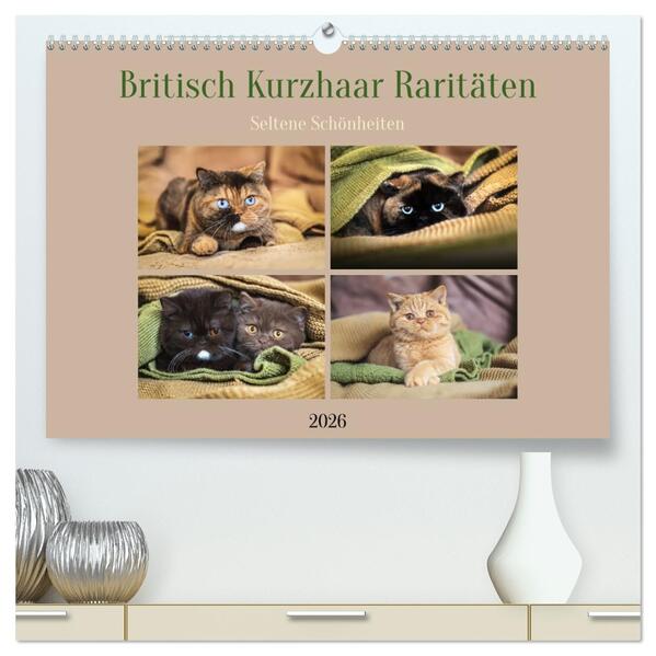 Britisch Kurzhaar Raritäten - seltene Schönheiten (hochwertiger Premium Wandkalender 2026 DIN A2 quer) Kunstdruck in Hochglanz