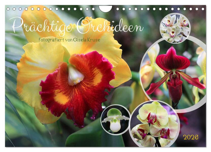 Prächtige Orchideen (Wandkalender 2026 DIN A4 quer) CALVENDO Monatskalender