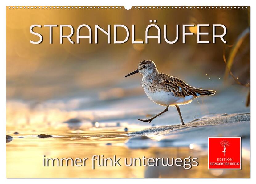 Strandläufer - immer flink unterwegs (Wandkalender 2026 DIN A2 quer) CALVENDO Monatskalender