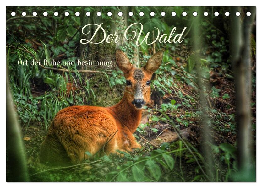 Der Wald - Ort der Ruhe und Besinnung (Tischkalender 2026 DIN A5 quer) CALVENDO Monatskalender