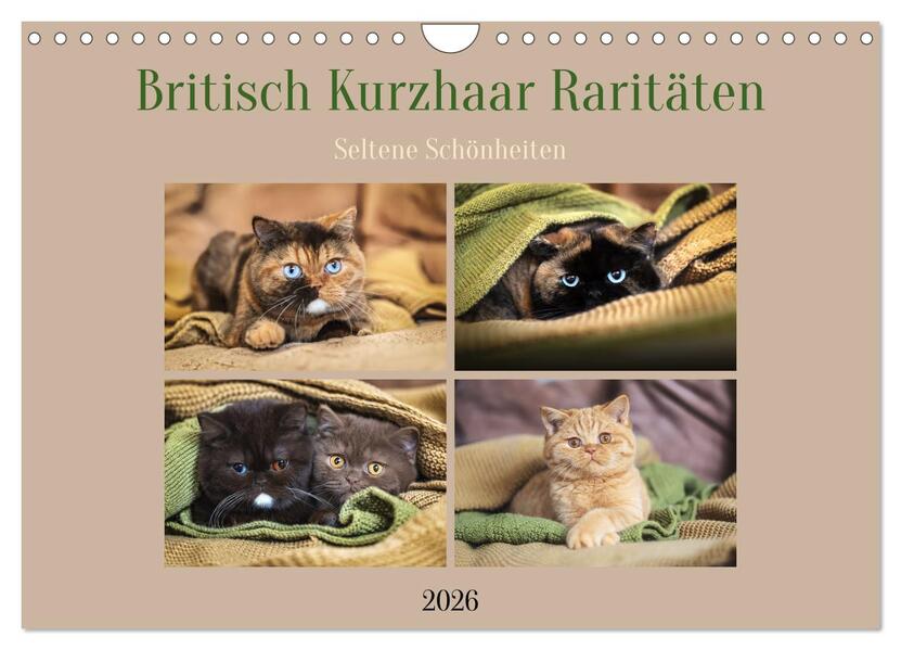 Britisch Kurzhaar Raritäten - seltene Schönheiten (Wandkalender 2026 DIN A4 quer) CALVENDO Monatskalender