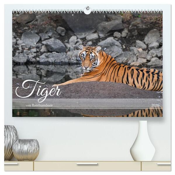 Tiger von Ranthambore (hochwertiger Premium Wandkalender 2026 DIN A2 quer) Kunstdruck in Hochglanz