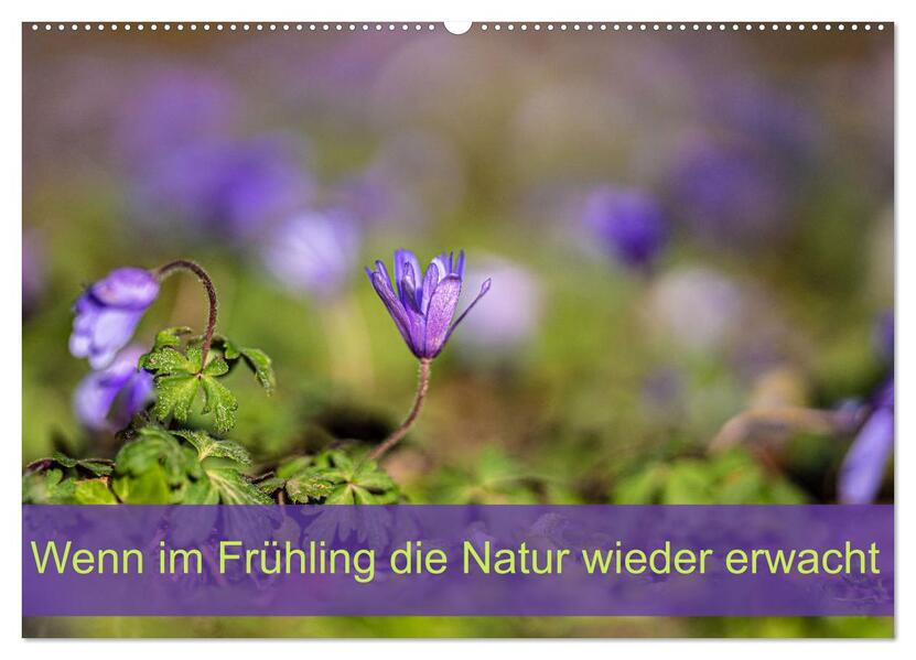 Wenn im Frühling die Natur wieder erwacht (Wandkalender 2026 DIN A2 quer) CALVENDO Monatskalender