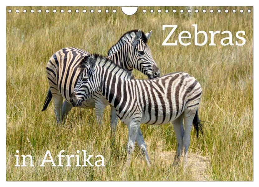 Zebras in Afrika (Wandkalender 2026 DIN A4 quer) CALVENDO Monatskalender