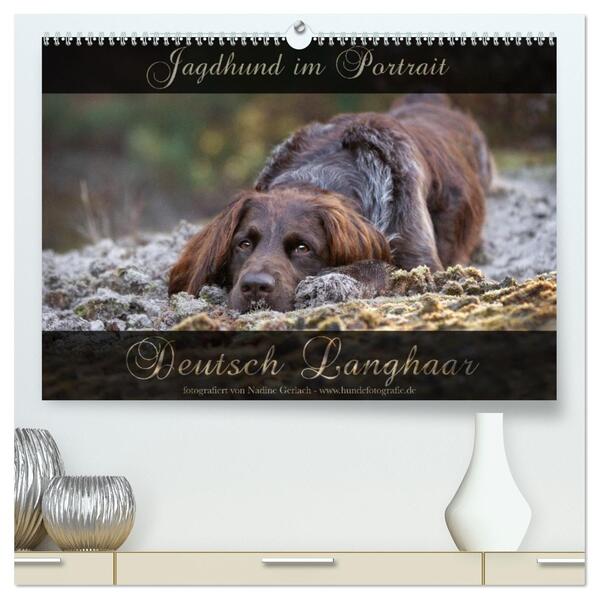 Jagdhund im Portrait - Deutsch Langhaar (hochwertiger Premium Wandkalender 2026 DIN A2 quer) Kunstdruck in Hochglanz