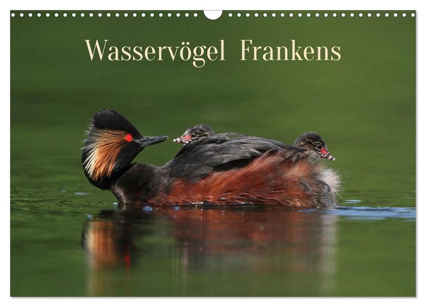 Wasservögel Frankens (Wandkalender 2026 DIN A3 quer) CALVENDO Monatskalender