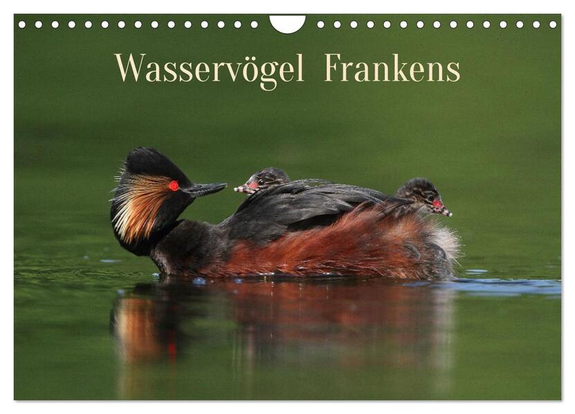 Wasservögel Frankens (Wandkalender 2026 DIN A4 quer) CALVENDO Monatskalender