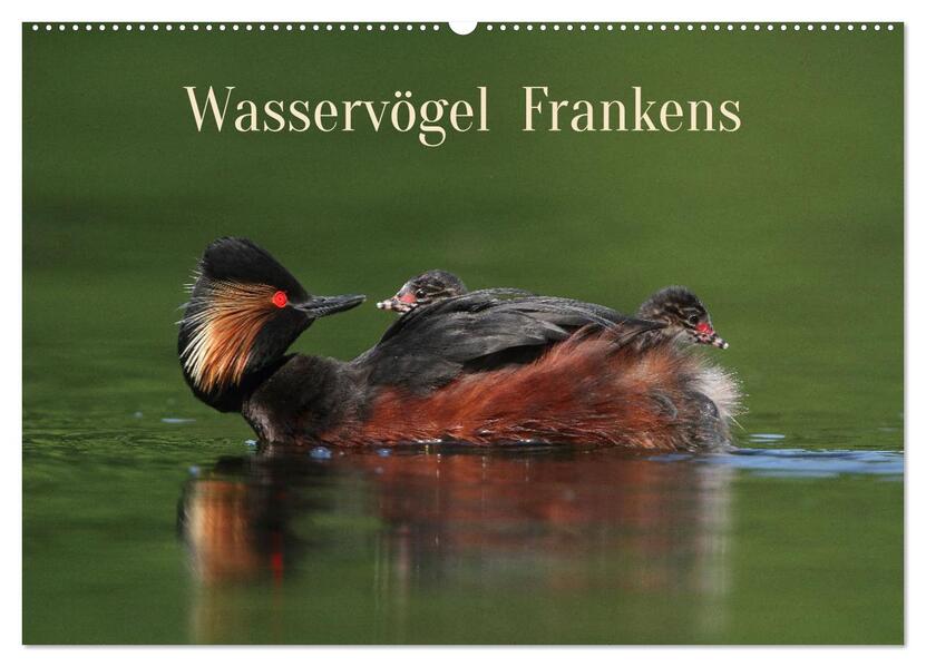 Wasservögel Frankens (Wandkalender 2026 DIN A2 quer) CALVENDO Monatskalender