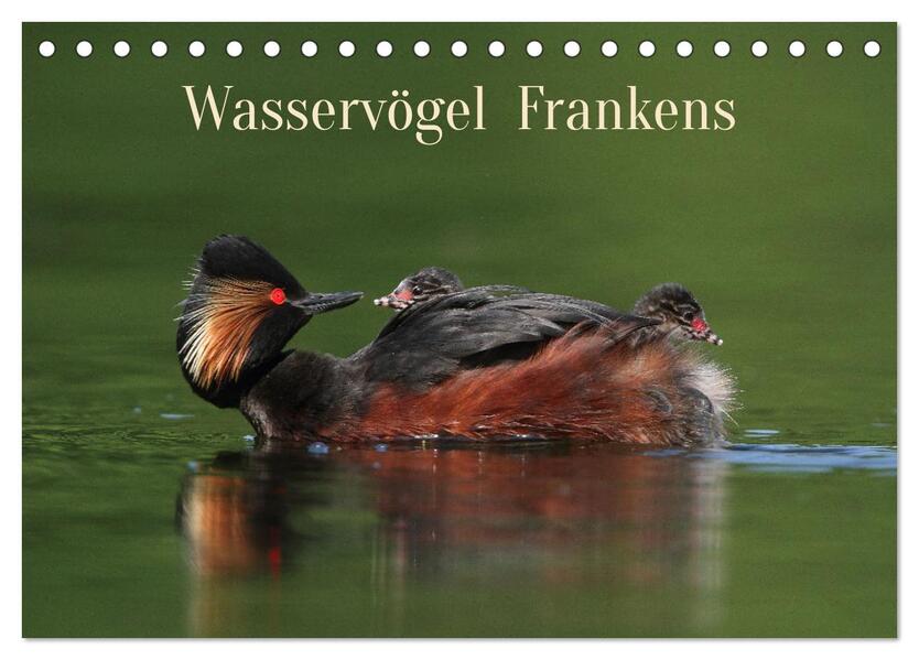 Wasservögel Frankens (Tischkalender 2026 DIN A5 quer) CALVENDO Monatskalender