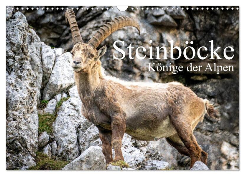 Steinböcke - Majestätische Tiere der Alpen (Wandkalender 2026 DIN A3 quer) CALVENDO Monatskalender