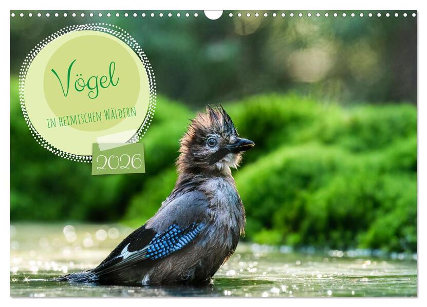 Vögel in heimischen Wäldern (Wandkalender 2026 DIN A3 quer) CALVENDO Monatskalender