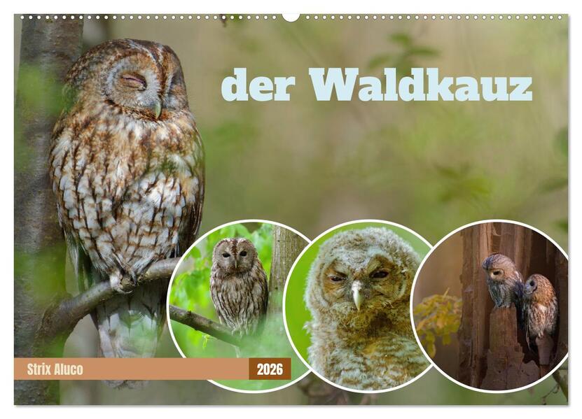 der Waldkauz - Strix Aluco (Wandkalender 2026 DIN A2 quer) CALVENDO Monatskalender