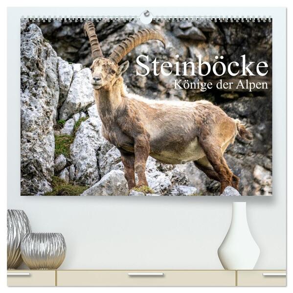 Steinböcke - Majestätische Tiere der Alpen (hochwertiger Premium Wandkalender 2026 DIN A2 quer) Kunstdruck in Hochglanz