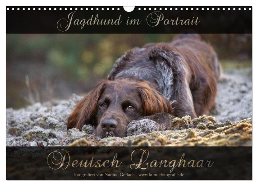 Jagdhund im Portrait - Deutsch Langhaar (Wandkalender 2026 DIN A3 quer) CALVENDO Monatskalender