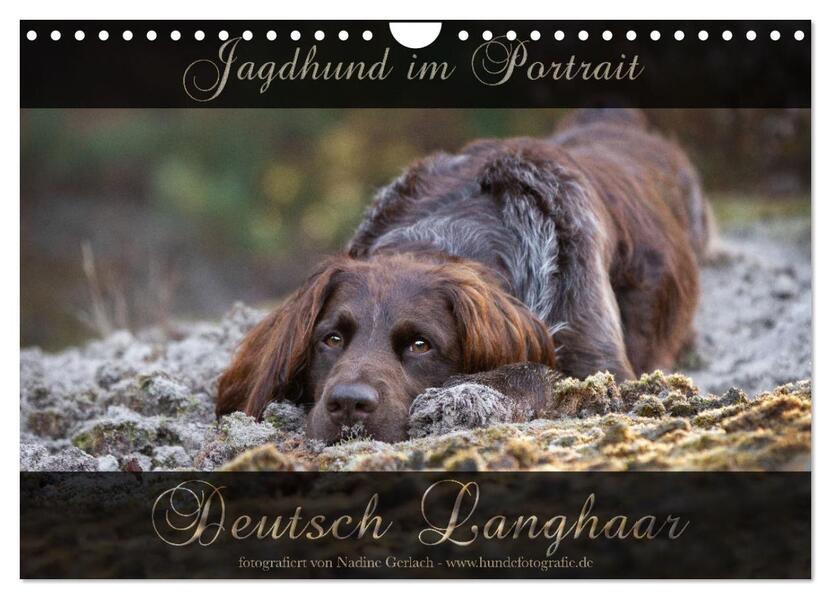 Jagdhund im Portrait - Deutsch Langhaar (Wandkalender 2026 DIN A4 quer) CALVENDO Monatskalender